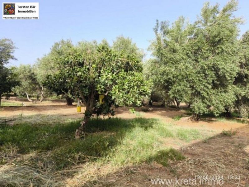 Timpaki Klima Kreta Timbaki außergewöhnliches Baugrundstück Meer- und Bergblick Grundstück kaufen